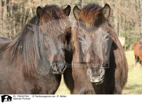 Islnder Portrait / icelandic horse portrait / PM-02784