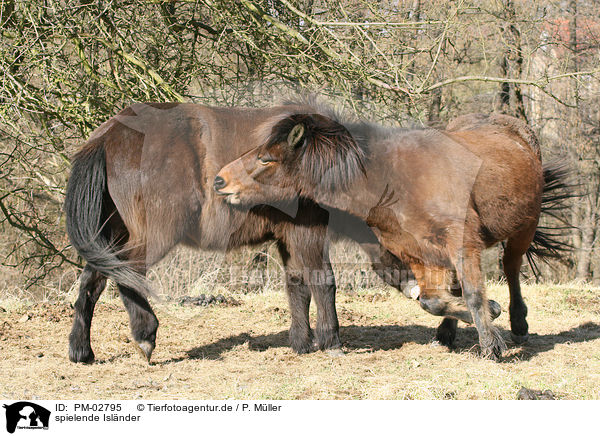 spielende Islnder / playing icelandic horses / PM-02795