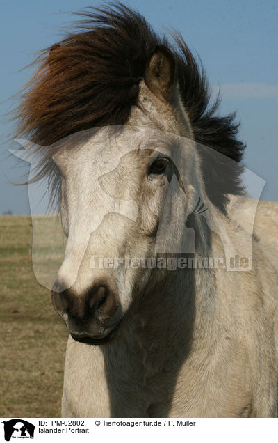 Islnder Portrait / icelandic horse portrait / PM-02802