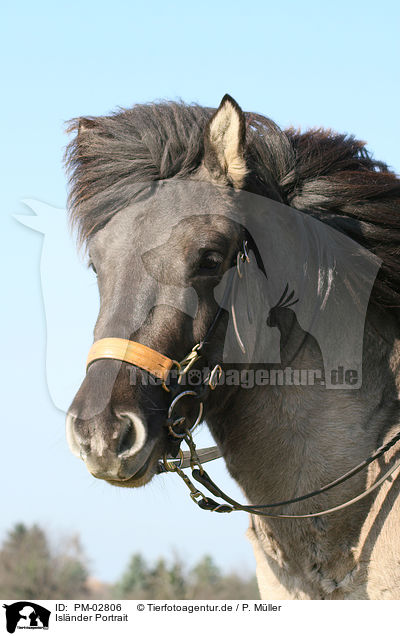 Islnder Portrait / icelandic horse portrait / PM-02806