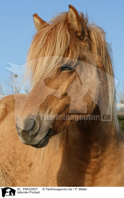 Islnder Portrait / icelandic horse portrait / PM-02807