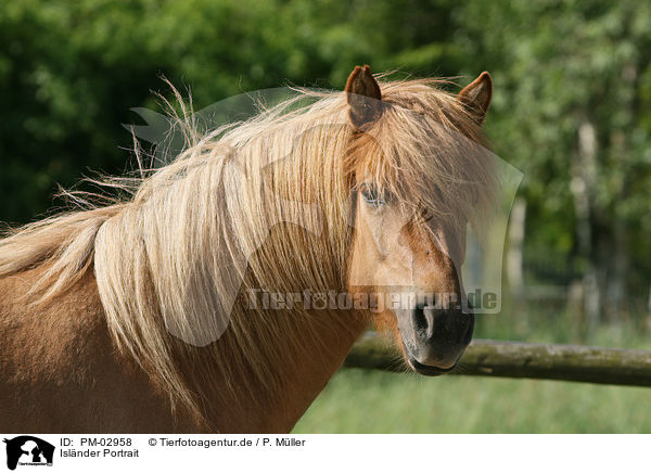 Islnder Portrait / icelandic horse portrait / PM-02958