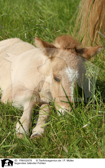 liegendes Islnder Fohlen / lying icelandic horse foal / PM-02976