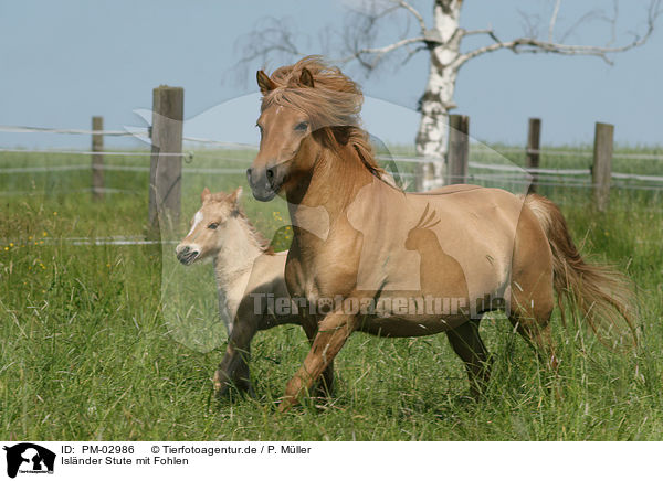 Islnder Stute mit Fohlen / icelandic horse mare with foal / PM-02986
