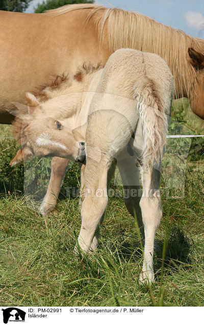 Islnder / icelandic horse / PM-02991