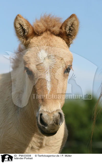 Islnder Portrait / icelandic horse portrait / PM-03008