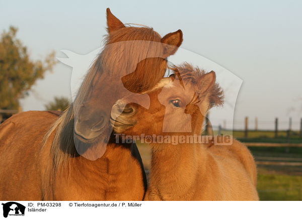 Islnder / Icelandic horse / PM-03298