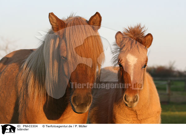 Islnder / Icelandic horse / PM-03304