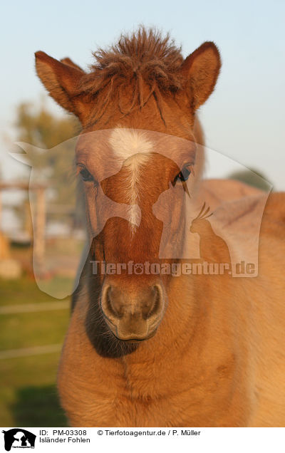 Islnder Fohlen / Icelandic horse / PM-03308