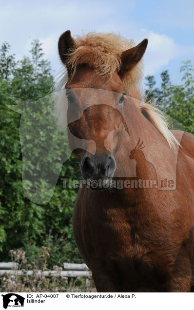 Islnder / icelandic horse / AP-04007