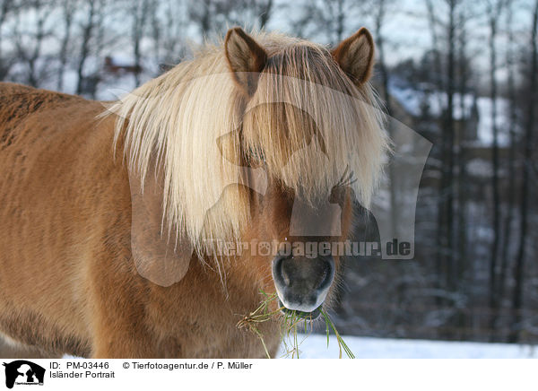 Islnder Portrait / Islandic horse portrait / PM-03446