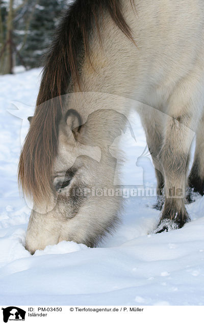 Islnder / Icelandic horse / PM-03450