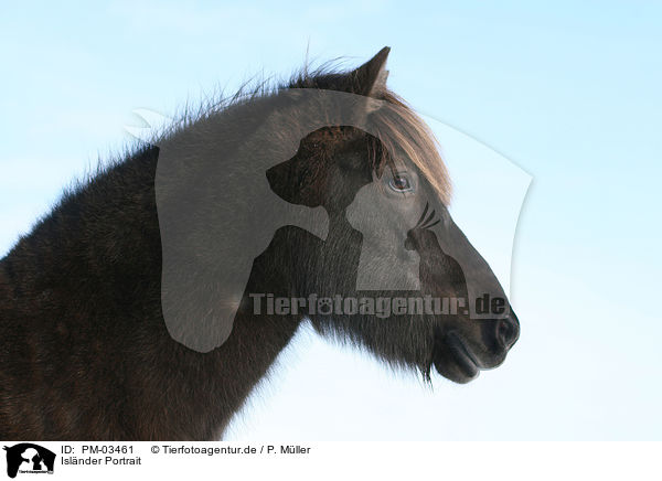 Islnder Portrait / Islandic horse portrait / PM-03461