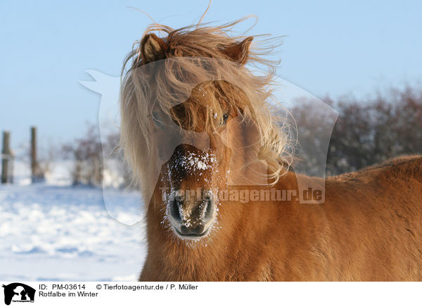 Rotfalbe im Winter / Icelandic horse in snow / PM-03614