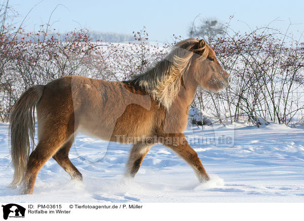 Rotfalbe im Winter / Icelandic horse in snow / PM-03615