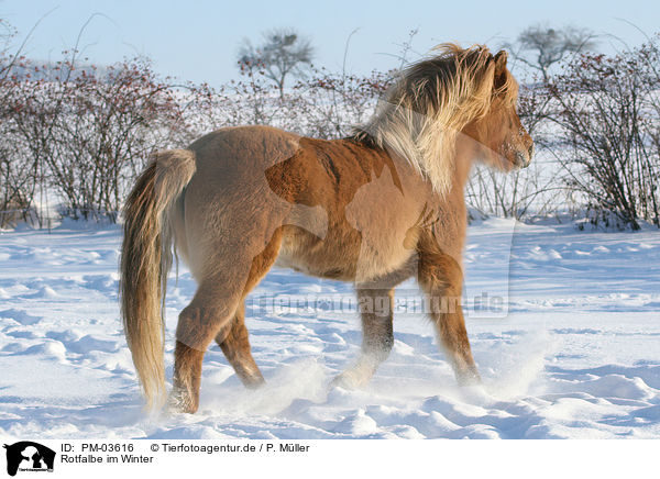 Rotfalbe im Winter / Icelandic horse in snow / PM-03616