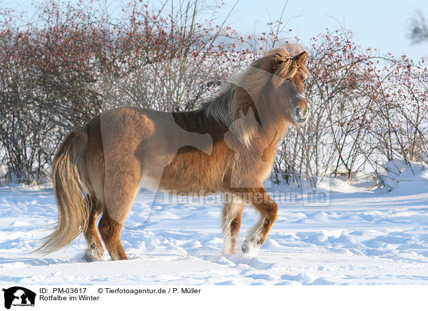 Rotfalbe im Winter / Icelandic horse in snow / PM-03617