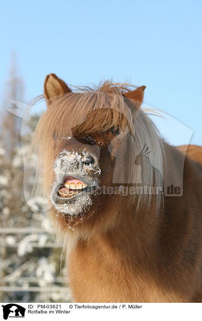 Rotfalbe im Winter / Icelandic horse in snow / PM-03621