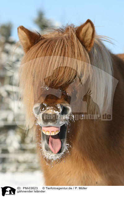 ghnender Islnder / yawning Icelandic horse / PM-03623