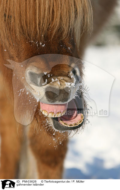 ghnender Islnder / yawning Icelandic horse / PM-03626