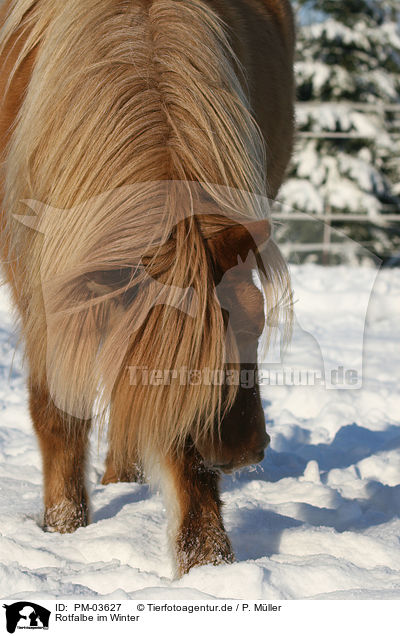 Rotfalbe im Winter / Icelandic horse in snow / PM-03627
