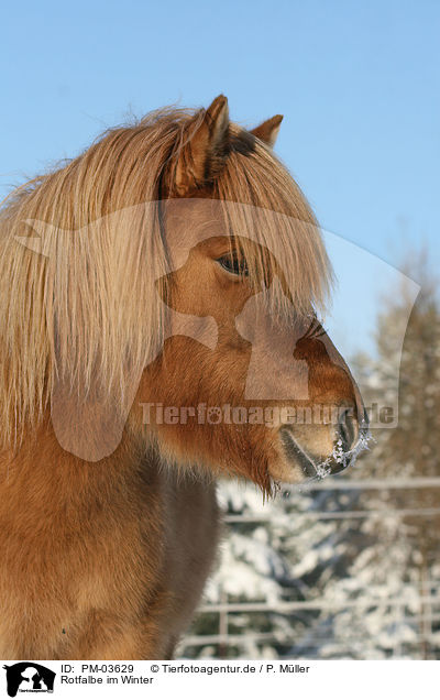Rotfalbe im Winter / Icelandic horse in snow / PM-03629