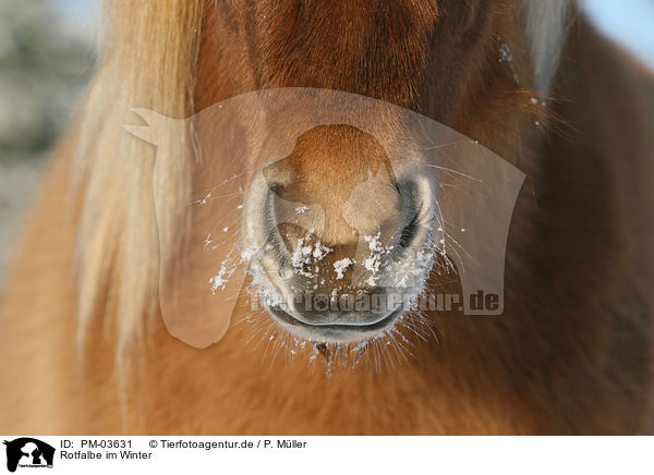 Rotfalbe im Winter / Icelandic horse in snow / PM-03631