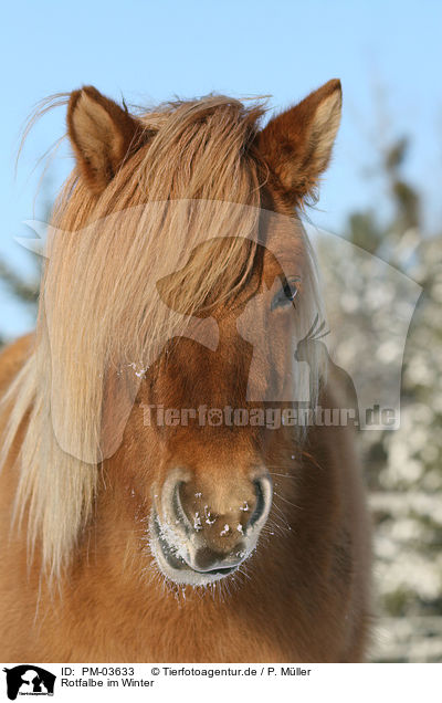 Rotfalbe im Winter / Icelandic horse in snow / PM-03633