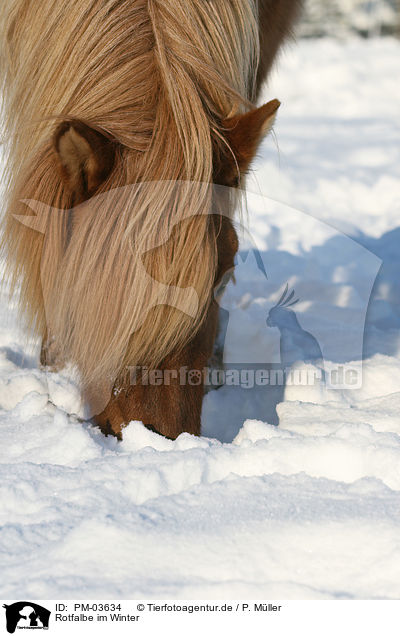 Rotfalbe im Winter / Icelandic horse in snow / PM-03634