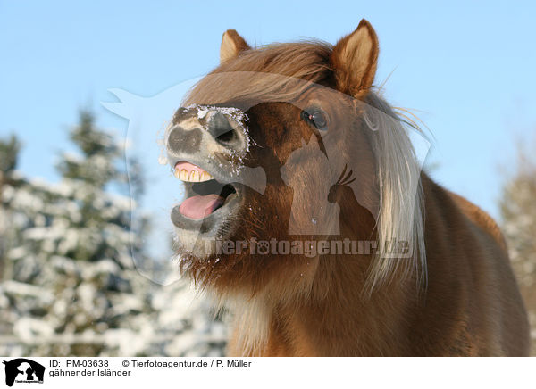 ghnender Islnder / yawning Icelandic horse / PM-03638