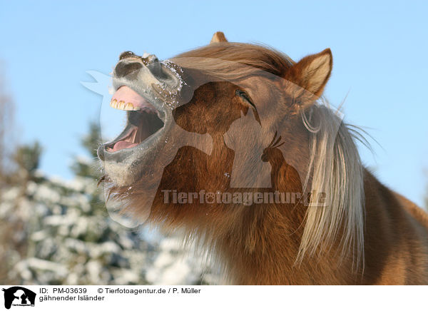 ghnender Islnder / yawning Icelandic horse / PM-03639