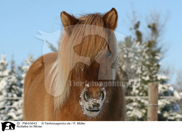 Rotfalbe im Winter / Icelandic horse in snow / PM-03643