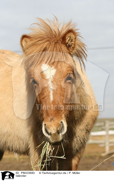 Islnder / icelandic horse / PM-03680