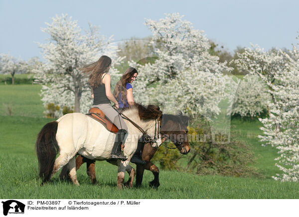 Freizeitreiten auf Islndern / riding Icelandic Horses / PM-03897