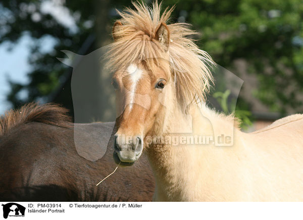 Islnder Portrait / Islandic Horse Portrait / PM-03914