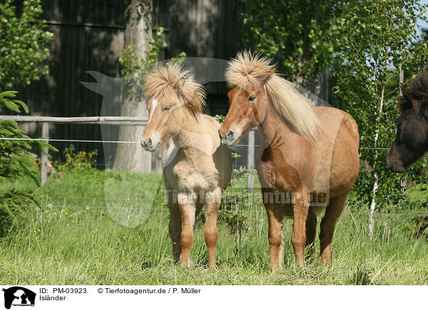 Islnder / Icelandic horse / PM-03923