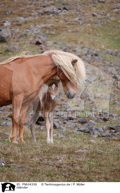 Islnder / Icelandic horses / PM-04339