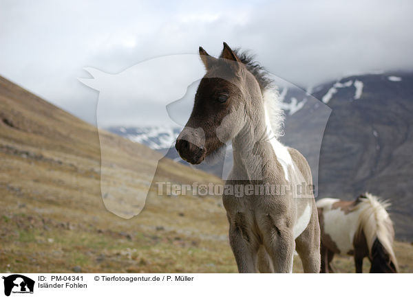 Islnder Fohlen / Icelandic horse foal / PM-04341