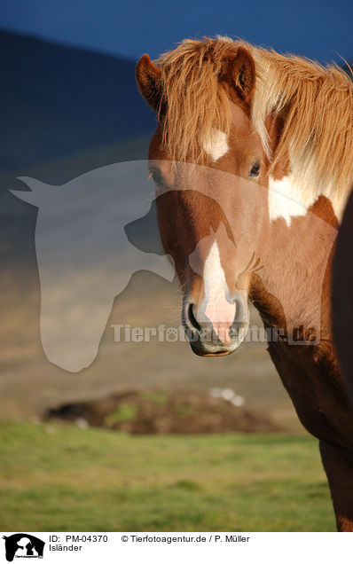 Islnder / Icelandic horse / PM-04370