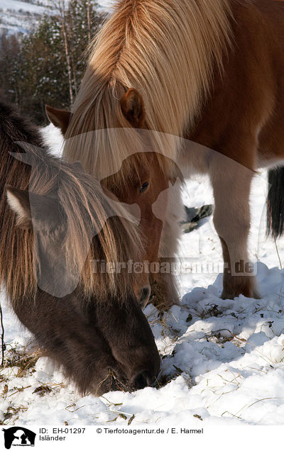 Islnder / Icelandic horses / EH-01297