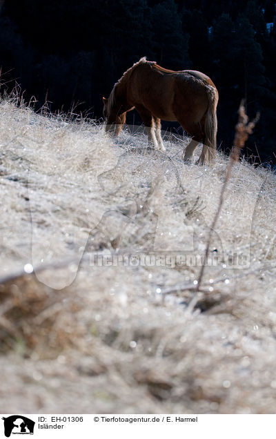 Islnder / Icelandic horse / EH-01306