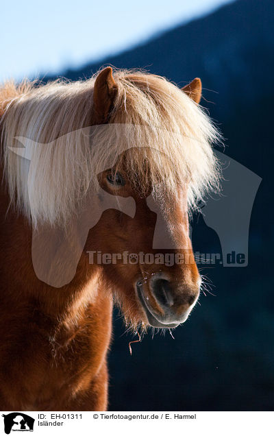 Islnder / Icelandic horse / EH-01311