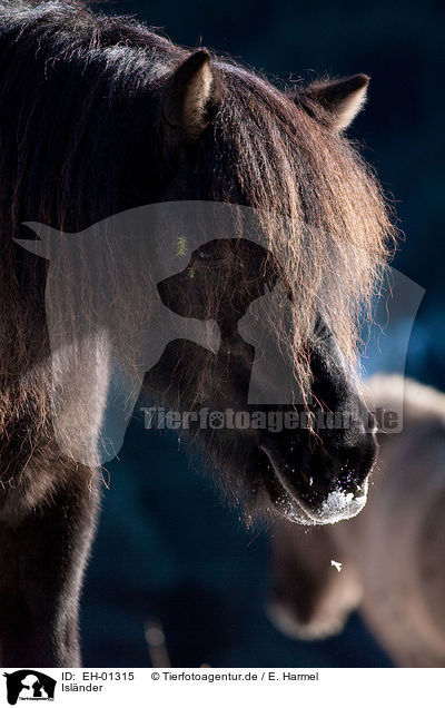 Islnder / Icelandic horse / EH-01315