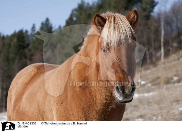 Islnder / Icelandic horse / EH-01332