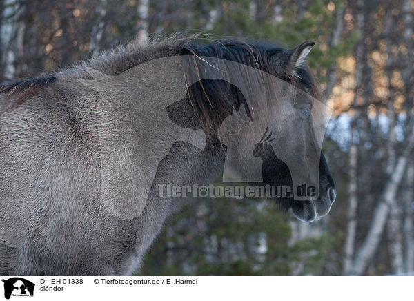 Islnder / Icelandic horse / EH-01338