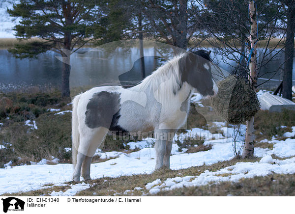 Islnder / Icelandic horse / EH-01340