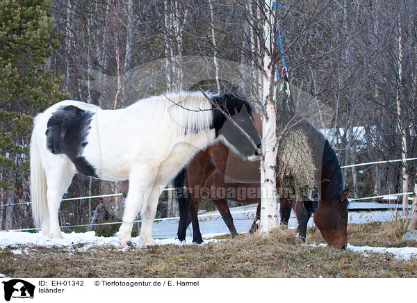 Islnder / Icelandic horse / EH-01342