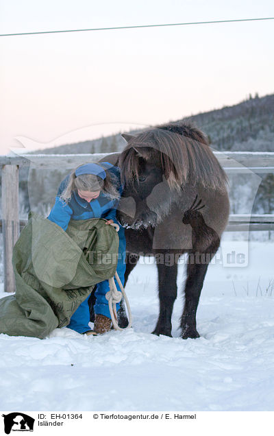 Islnder / Icelandic horse / EH-01364