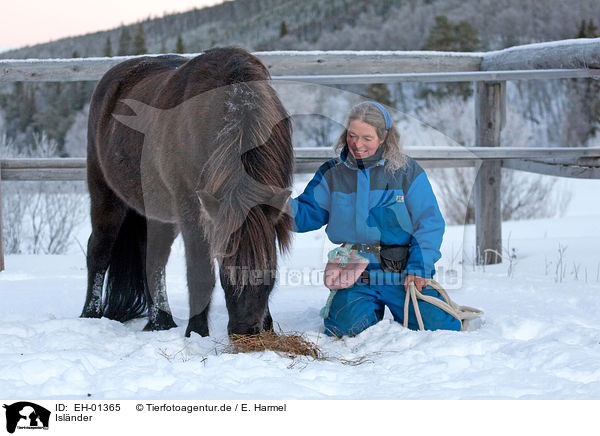 Islnder / Icelandic horse / EH-01365