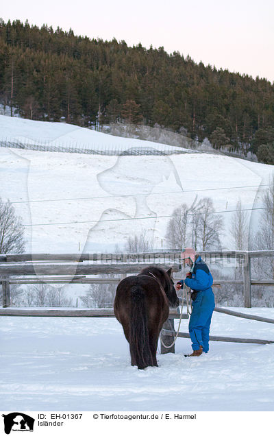 Islnder / Icelandic horse / EH-01367